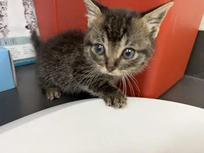 A baby small-sized female Domestic Short Hair cat named Philomena for adoption in Gainesville, FL