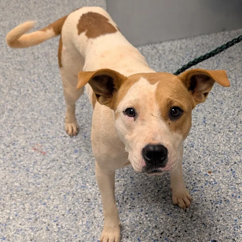 An adult medium-sized female Yellow / Tan / Blond / Fawn Mixed Breed dog named Dolphin for adoption in Greenville, SC