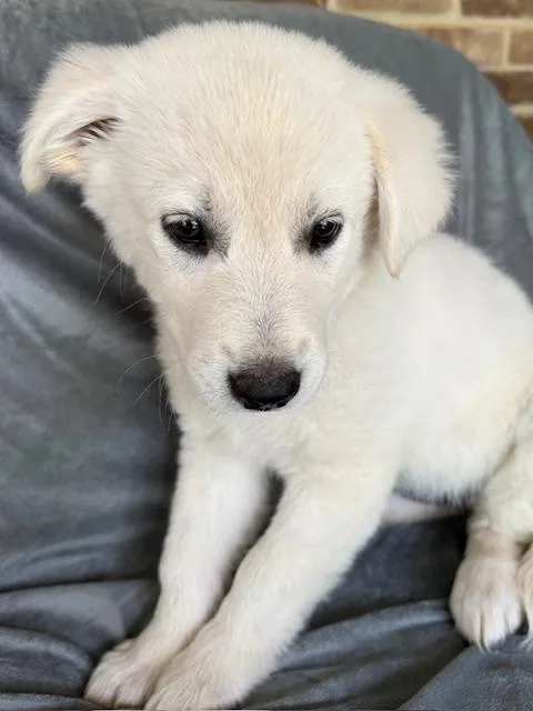 Fresca Fizz thumbnail 2