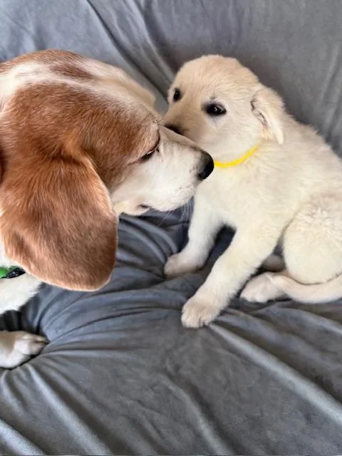 Fresca Fizz thumbnail 3