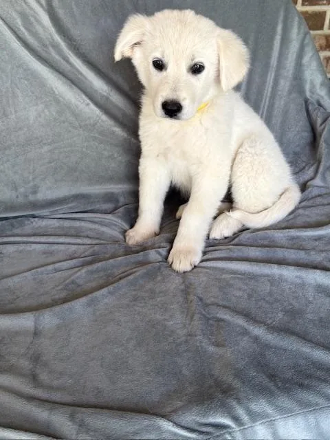 Fresca Fizz thumbnail 4