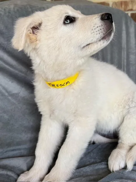 Fresca Fizz thumbnail 5