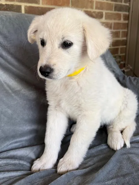 Fresca Fizz thumbnail 6