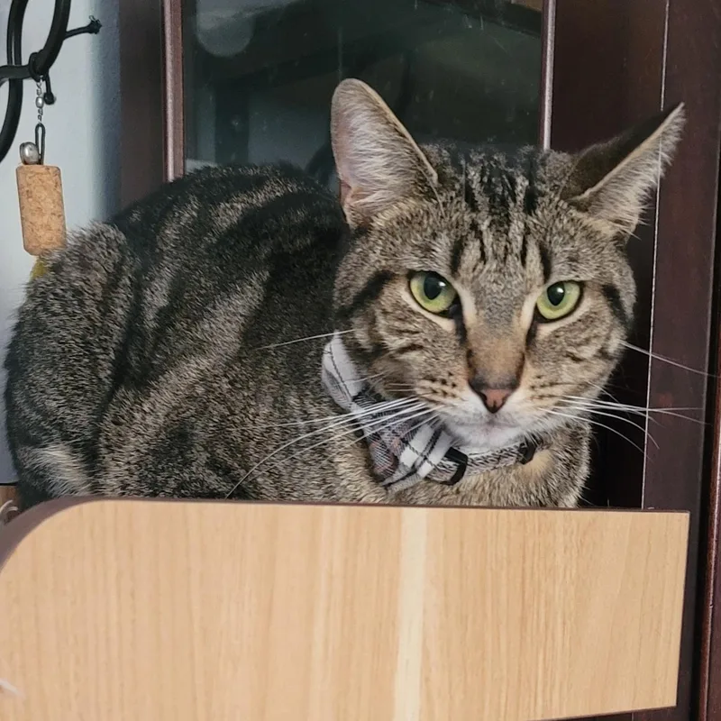 Stanford thumbnail 2