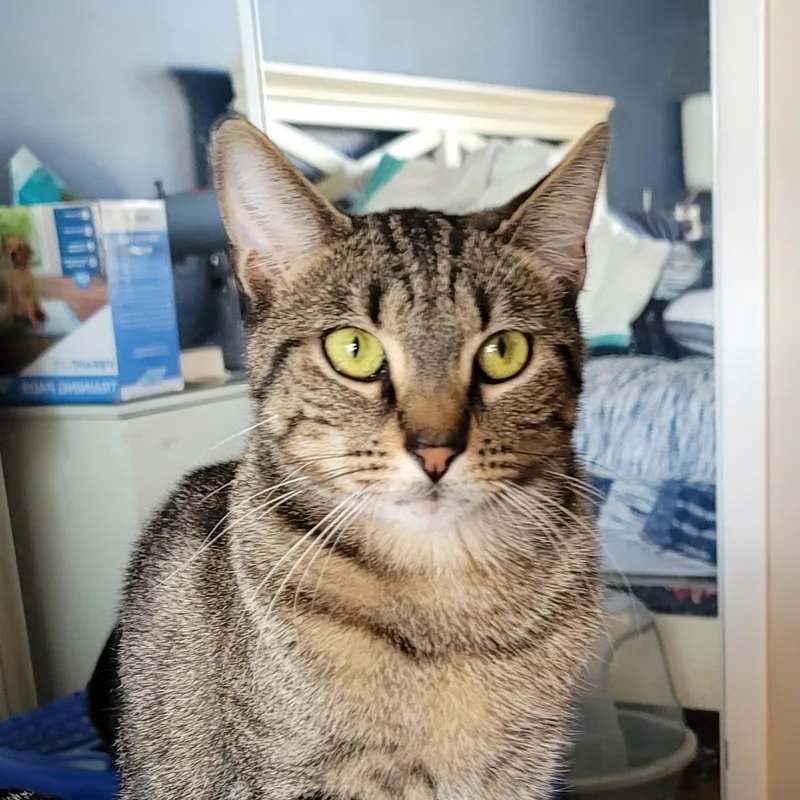 Stanford thumbnail 3