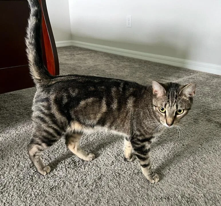 Stanford thumbnail 4