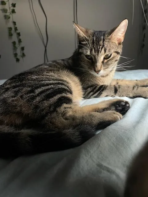 Stanford thumbnail 5