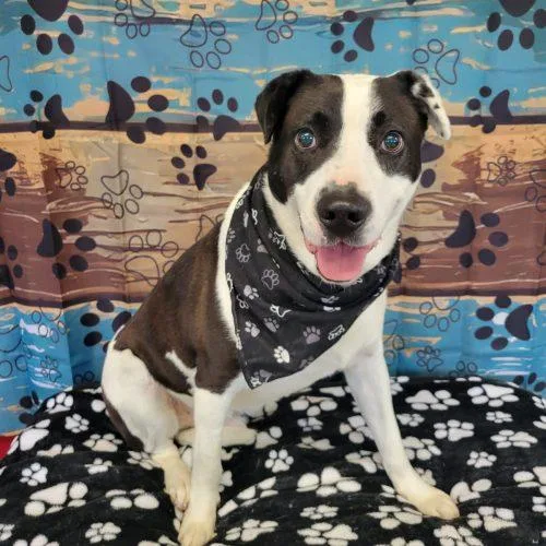 An adult large-sized male Yellow / Tan / Blond / Fawn Labrador Retriever dog named Domino for adoption in Leesburg, AL