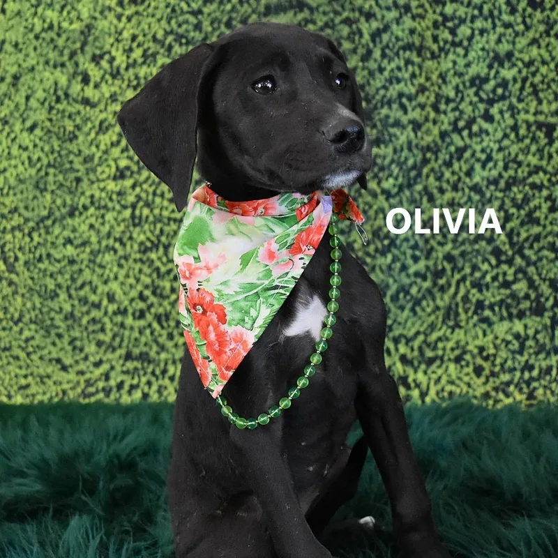 Olivia
