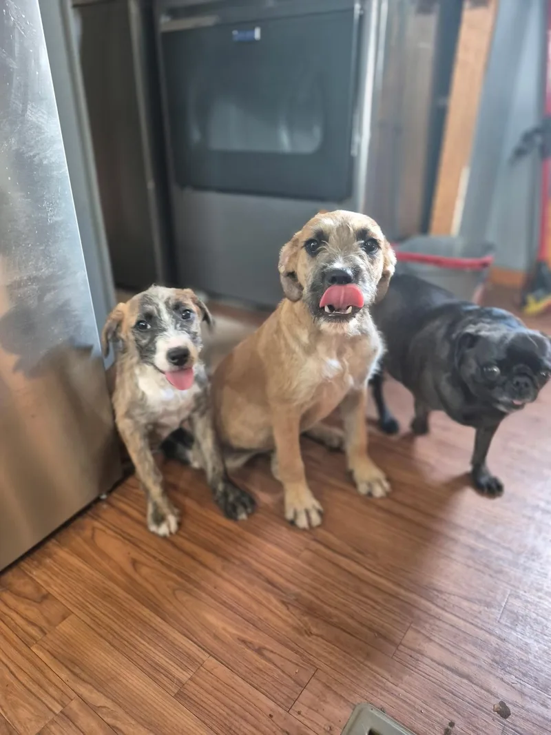 A baby medium-sized female Terrier dog named Piper for adoption in Byron, IL
