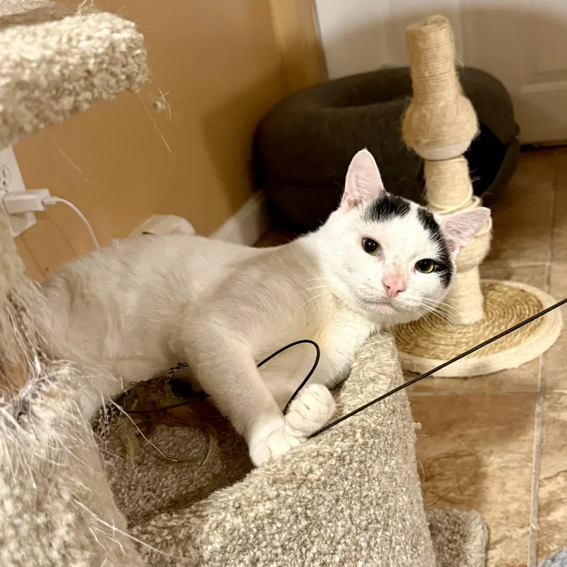 A young medium-sized male Gray & White Domestic Short Hair cat named Drew for adoption in Bourne, MA