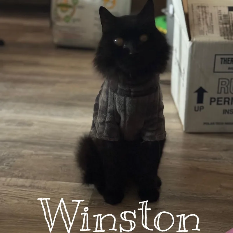 A senior small-sized male Black Domestic Long Hair cat named Winston for adoption in Layton, UT