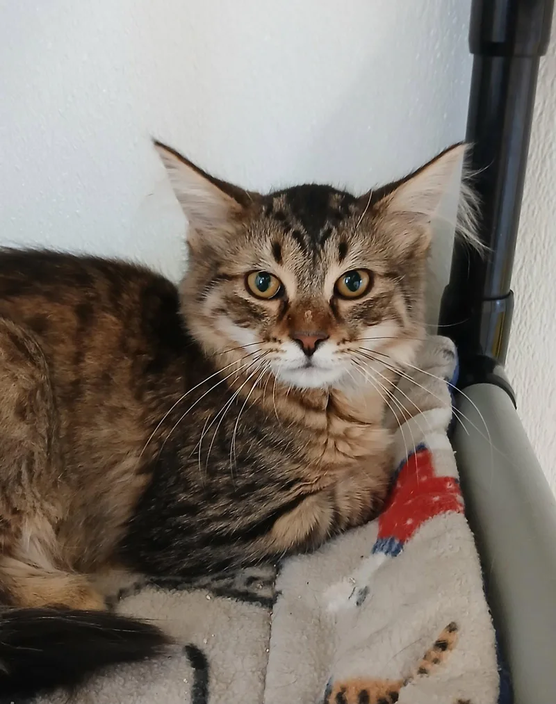 A baby medium-sized male Tabby cat named Max for adoption in Bay City, MI