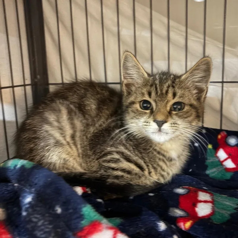 A baby small-sized male Brown / Chocolate Domestic Short Hair cat named Talbot for adoption in Waldorf, MD