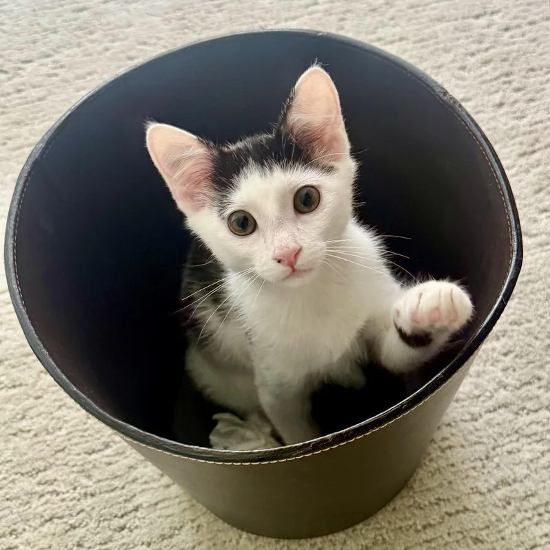 A baby small-sized male Black & White / Tuxedo Domestic Short Hair cat named Snapchat for adoption in Richmond, VA