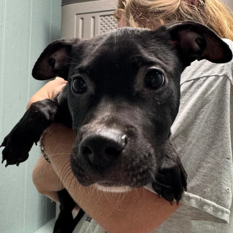 A baby medium-sized male Pit Bull Terrier dog named Michael for adoption in Columbia, MO