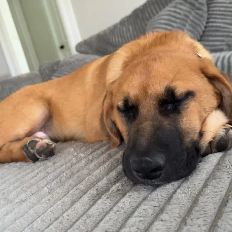 A baby medium-sized male Yellow / Tan / Blond / Fawn Mixed Breed dog named Hermie for adoption in Madison, WI