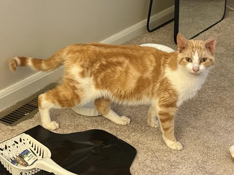Chester
