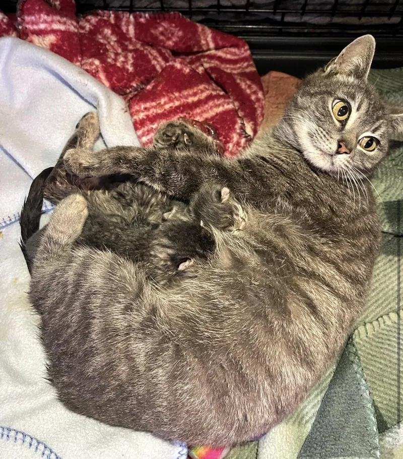 A young medium-sized female Domestic Short Hair cat named Heidi for adoption in Floyd, VA