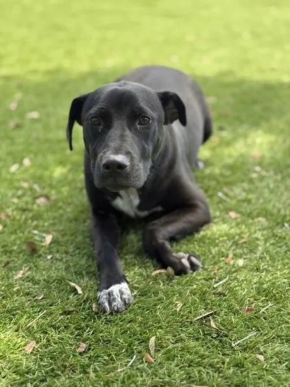 A young small-sized female Mixed Breed dog named Aggie for adoption in Daytona Beach, FL