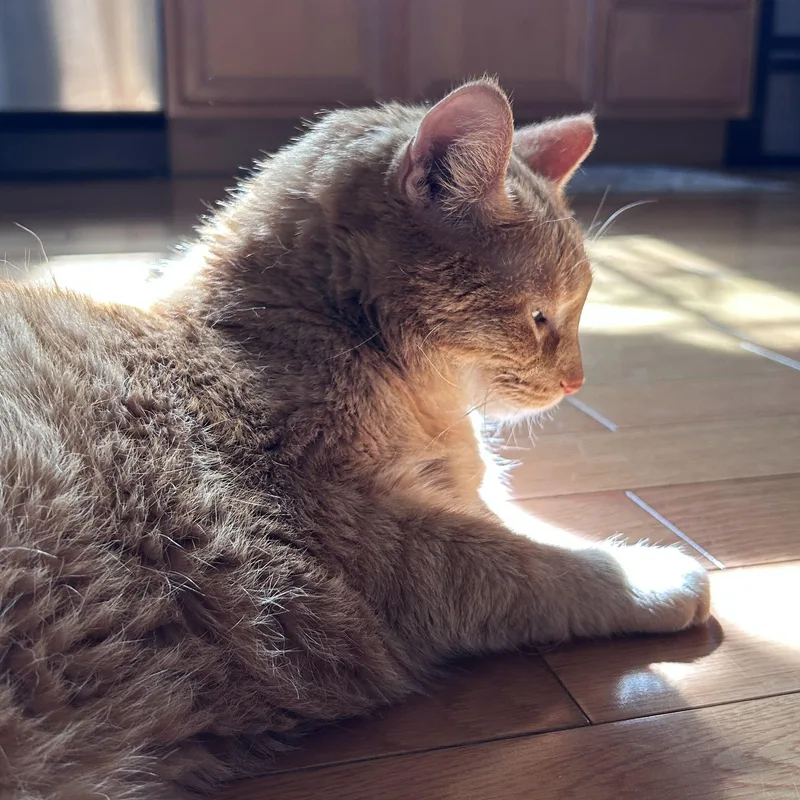 A senior medium-sized female Orange / Red Domestic Short Hair cat named Beverly for adoption in Evanston, IL