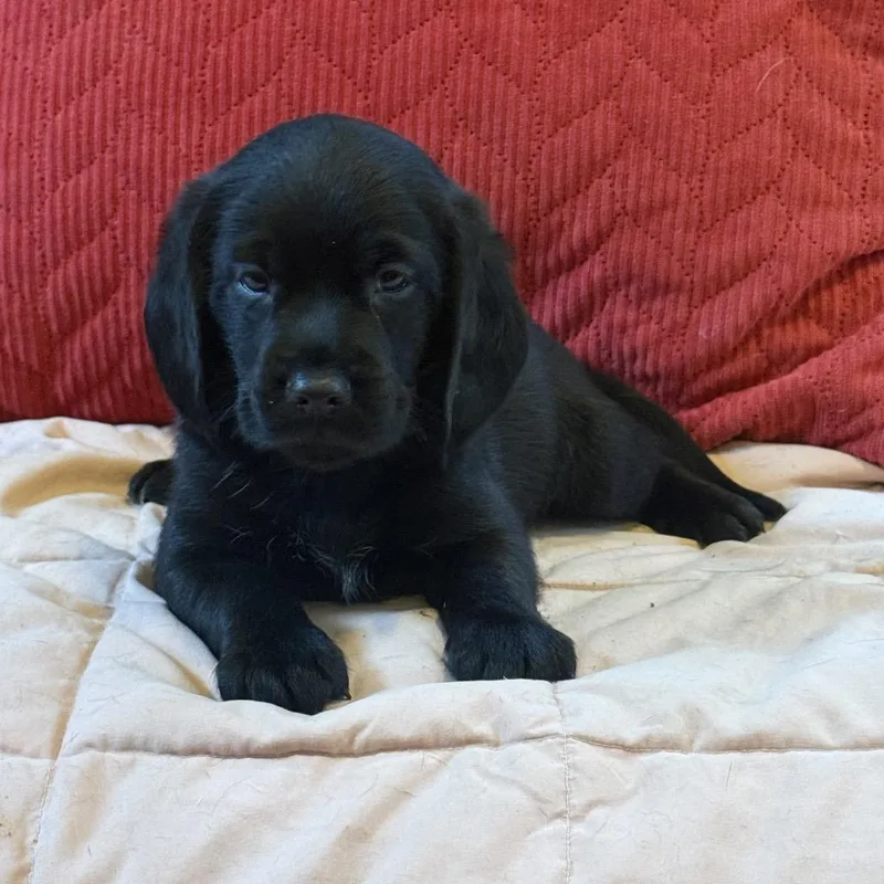 A baby small-sized male Black Mixed Breed dog named Sweet Lawerance for adoption in Chantilly, VA