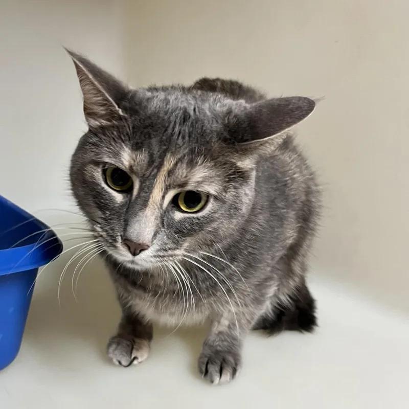 An adult large-sized female Tortoiseshell Domestic Short Hair cat named Hailey for adoption in Birmingham, AL