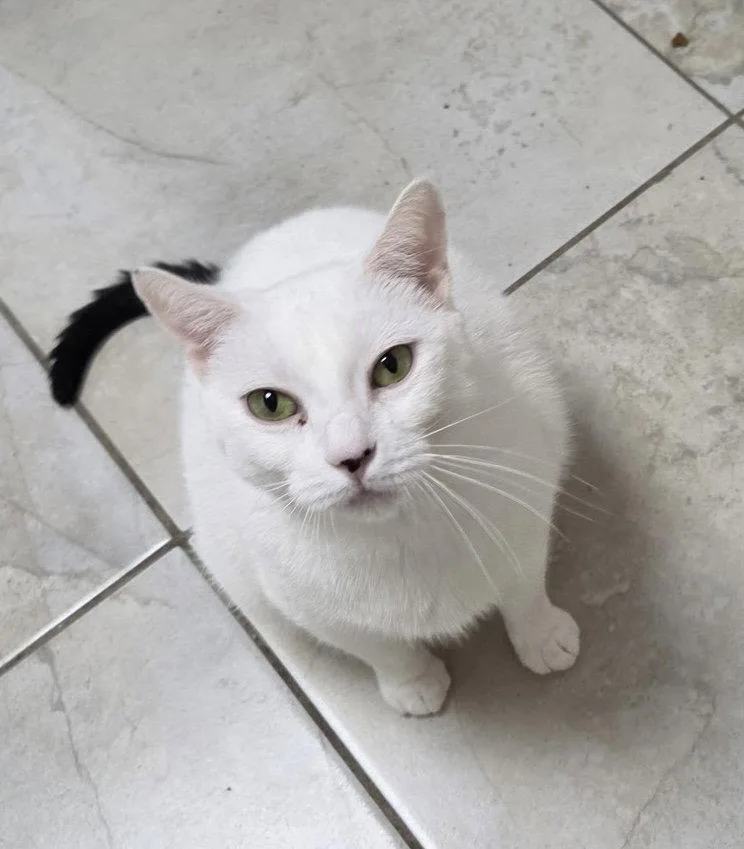 An adult medium-sized female Black & White / Tuxedo Domestic Short Hair cat named Wild Card for adoption in Satellite Beach, FL