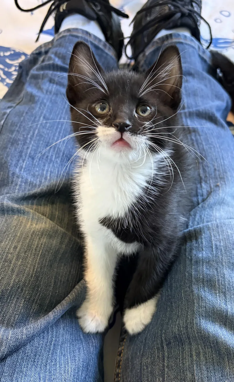 A baby medium-sized male Black & White / Tuxedo Domestic Short Hair cat named Liam for adoption in Turnersville, NJ