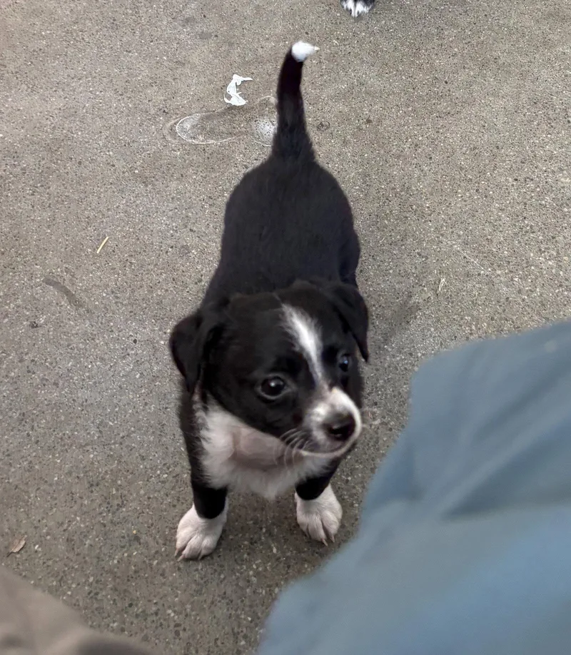 A baby small-sized female Poodle dog named Bleu for adoption in Davis, CA