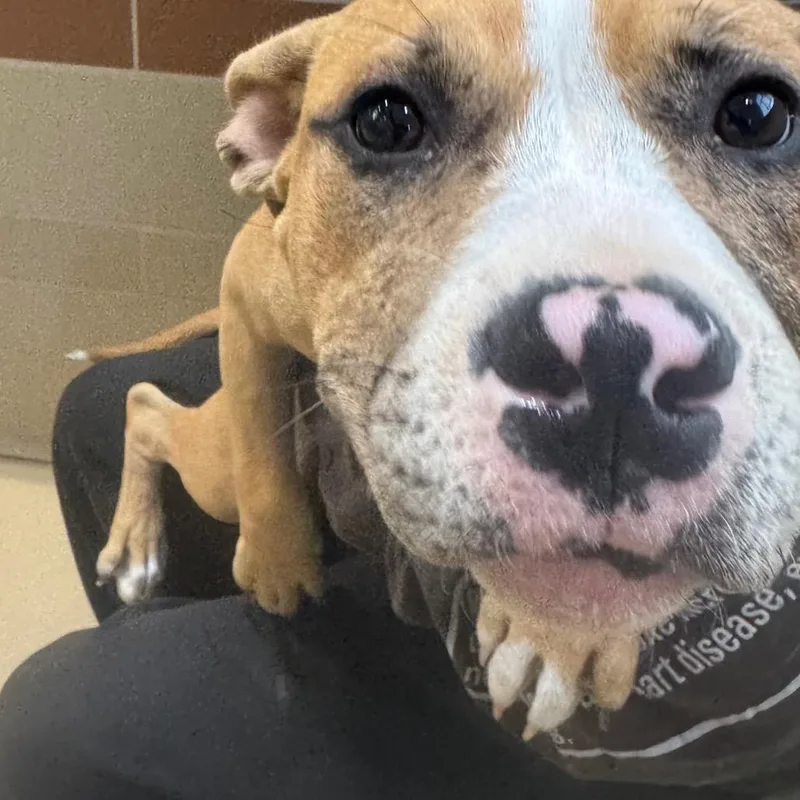 A baby medium-sized female Yellow / Tan / Blond / Fawn Mixed Breed dog named Cleveland for adoption in Winston-Salem, NC
