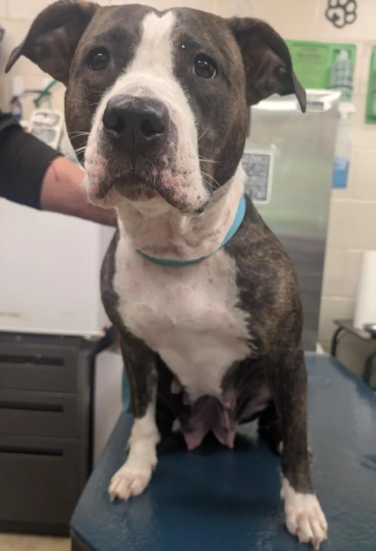 A young large-sized female American Bulldog dog named Elcee for adoption in Mobile, AL