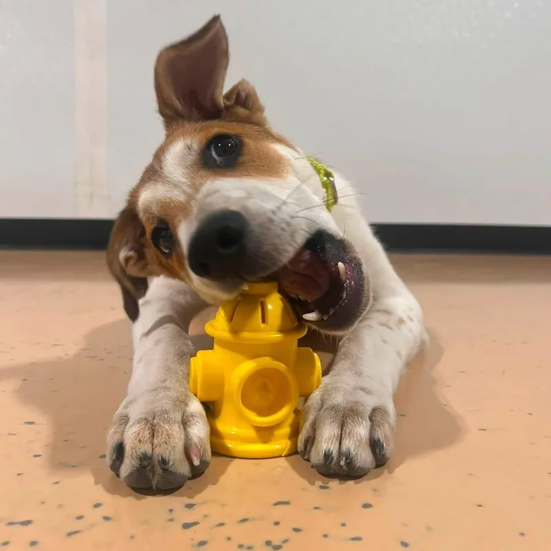 A baby medium-sized male Shepherd dog named Willie for adoption in Pembroke, MA