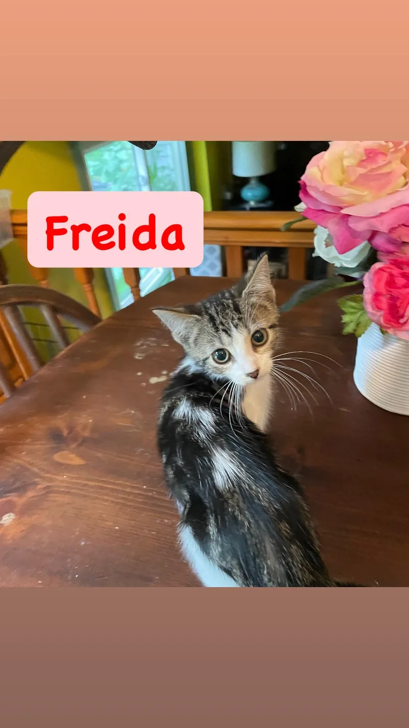 A baby medium-sized female Domestic Short Hair cat named Freida for adoption in Crown Point, IN