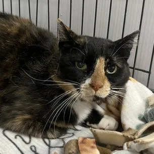 An adult medium-sized female Calico Domestic Long Hair cat named Jennie for adoption in Chaska, MN