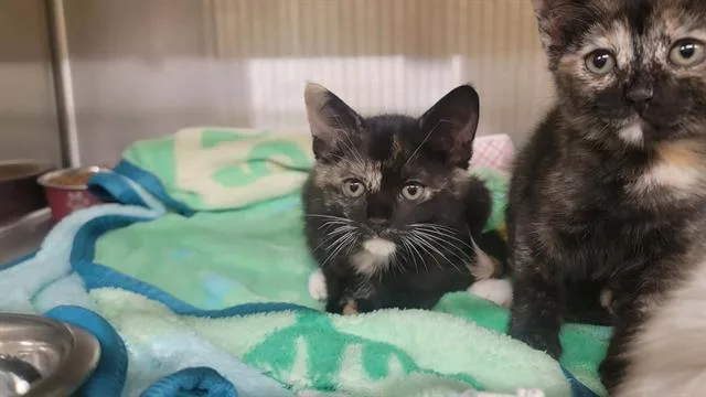 A baby small-sized female Domestic Short Hair cat named Lucy for adoption in Tustin, CA