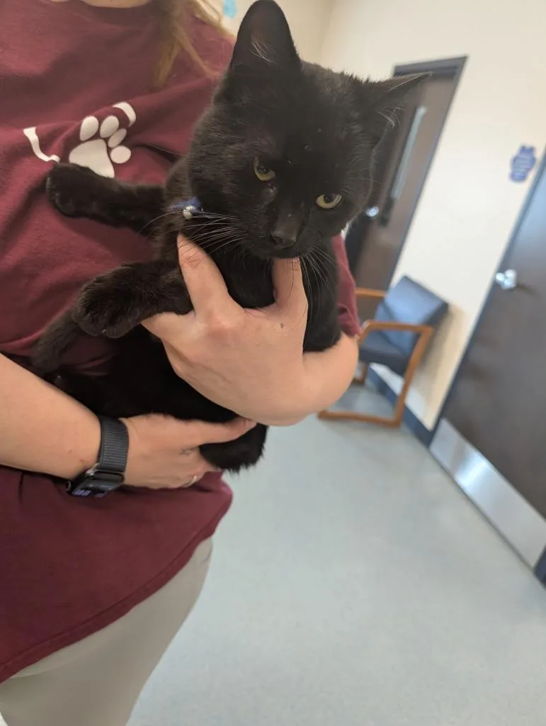 A young medium-sized male Domestic Short Hair cat named Cinder for adoption in Portland, IN