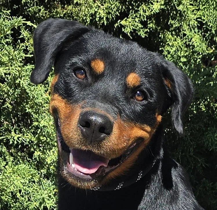 A young large-sized female Rottweiler dog named Kind Ms Kairi for adoption in Albuquerque, NM