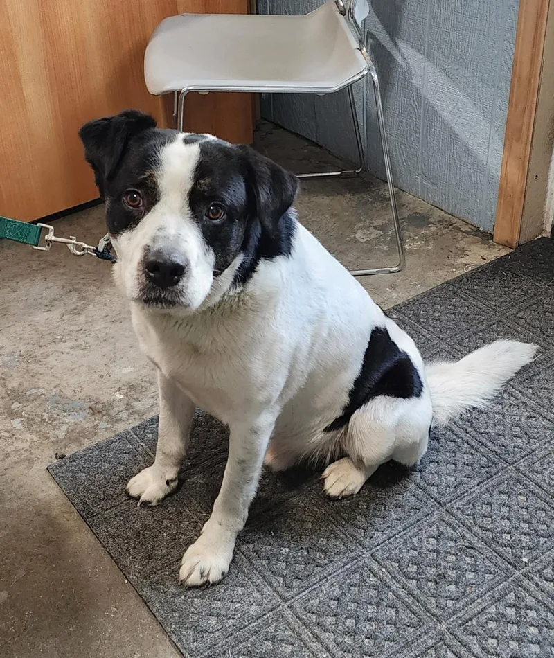An adult medium-sized male Mixed Breed dog named Jasper for adoption in Point Pleasant, WV