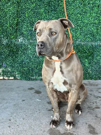 An adult large-sized male Gray / Blue / Silver Pit Bull Terrier dog named Duke Wellington for adoption in El Paso, TX