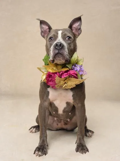 An adult medium-sized female Mixed Breed dog named Anastasia for adoption in Atlanta, GA
