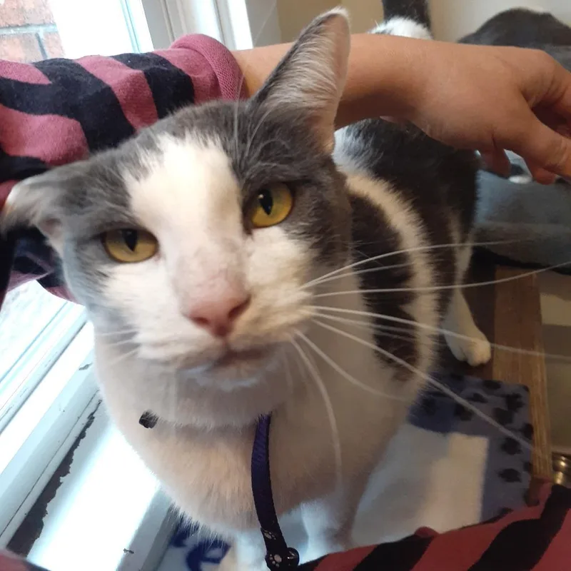 An adult extra large-sized male White Domestic Short Hair cat named Harper for adoption in Pittsburgh, PA