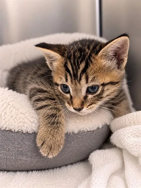 A baby small-sized male Domestic Short Hair cat named Michaelangelo for adoption in Riverside, CA