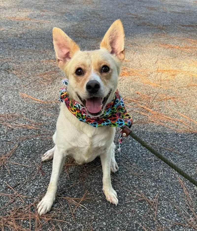 An adult medium-sized male White / Cream Mixed Breed dog named Homer for adoption in Sumter, SC