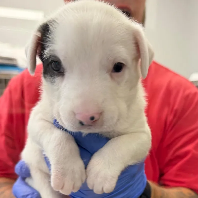 A baby small-sized male Terrier dog named TX Winchester for adoption in Port Washington, NY