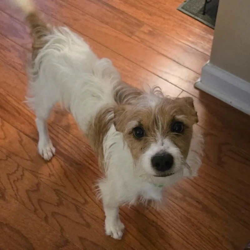 An adult small-sized male Yellow / Tan / Blond / Fawn Mixed Breed dog named Eddie for adoption in Durham, NC