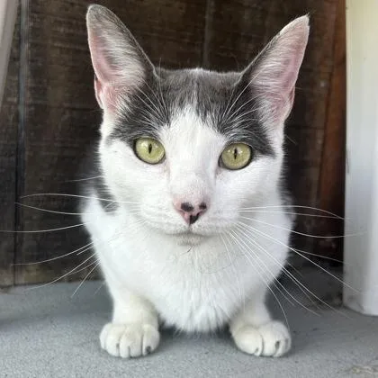 An adult small-sized female Domestic Short Hair cat named Chopsticks for adoption in East Montpelier, VT