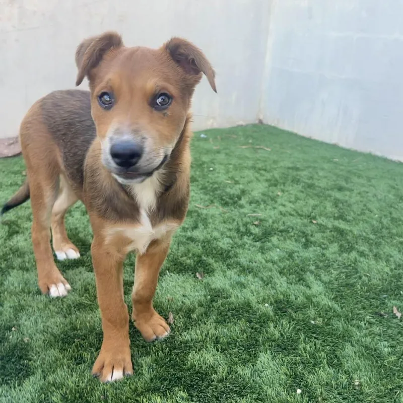 Elephant thumbnail 2