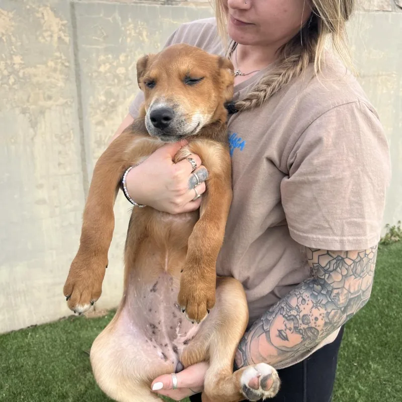 Elephant thumbnail 3