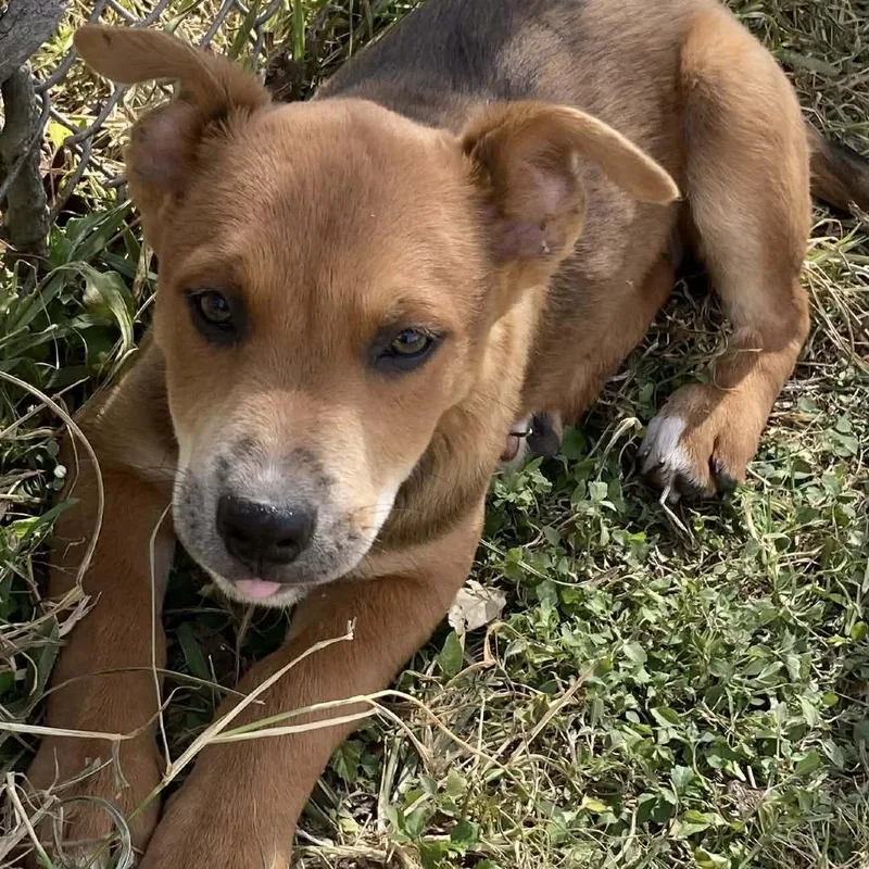 Elephant thumbnail 4